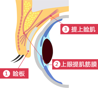 瞼板 挙筋腱膜 上眼瞼挙筋