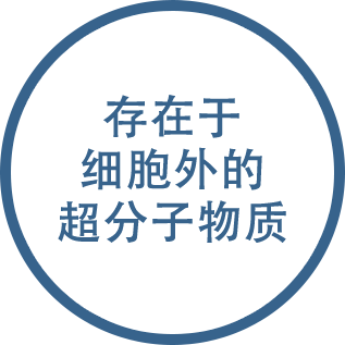 細胞の外に存在する超分子構造身体