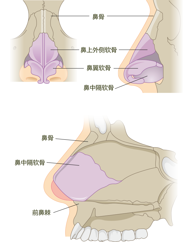 鼻断面2