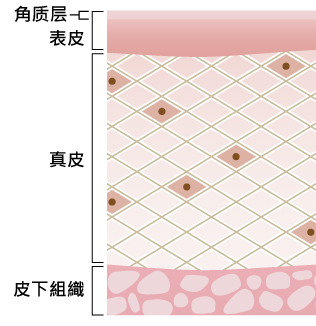 肌は3重構造で成り⽴っている イメージ画像