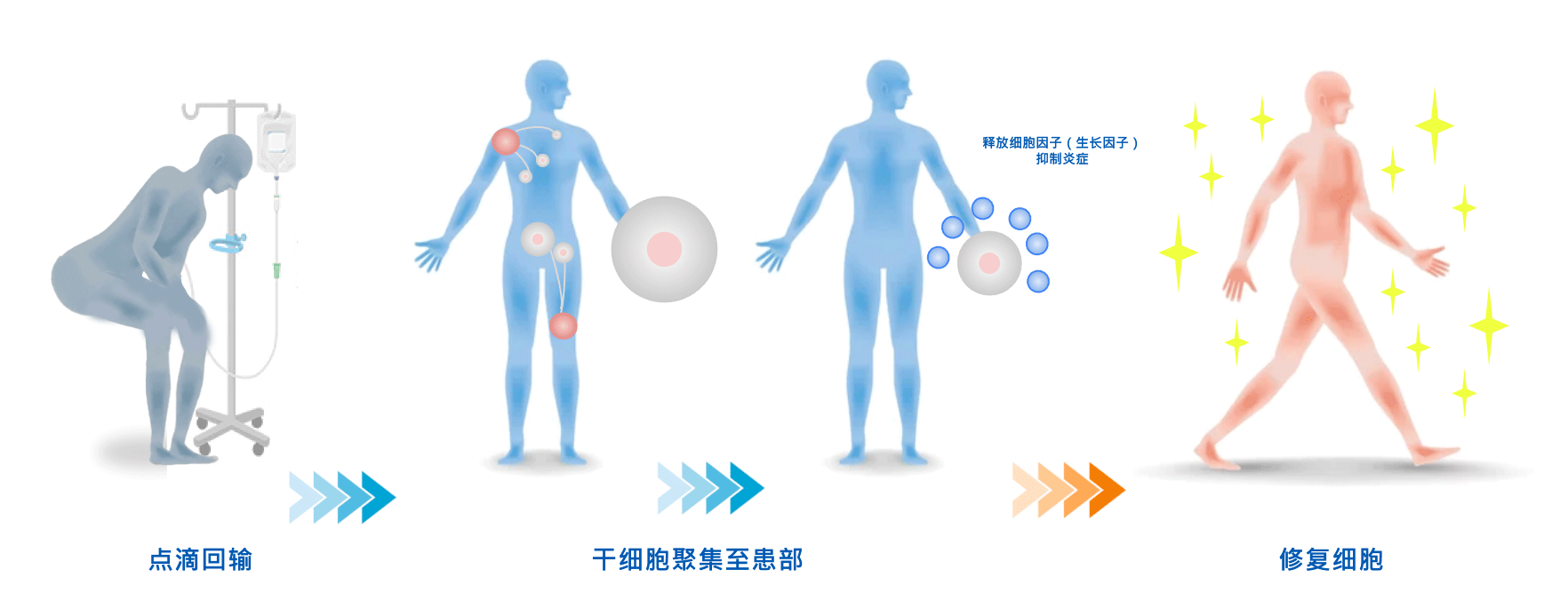 培養幹細胞静脈点滴療法とは？ イラスト1