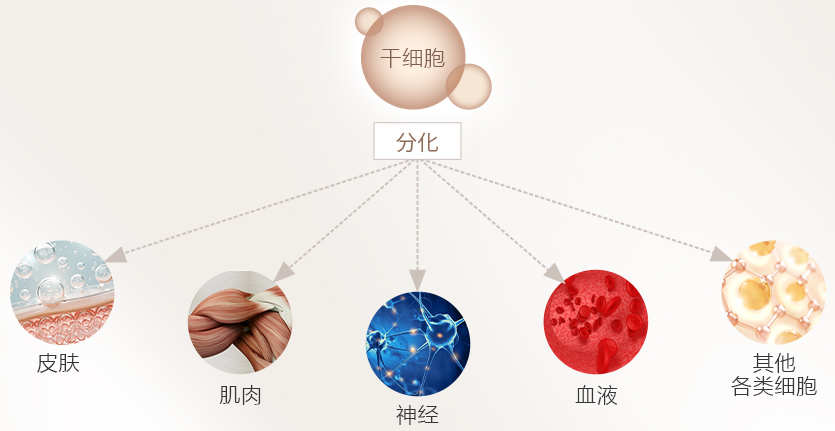 培養幹細胞静脈点滴療法とは？ イラスト2