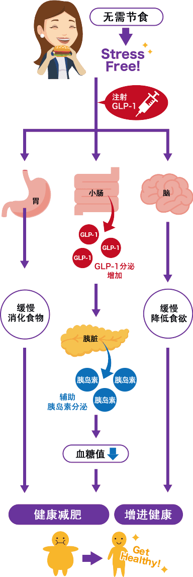 GLP-1ホルモン療法のメカニズム