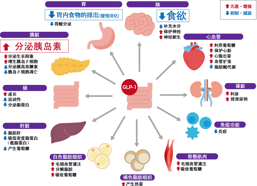 GLP-1的多种作用