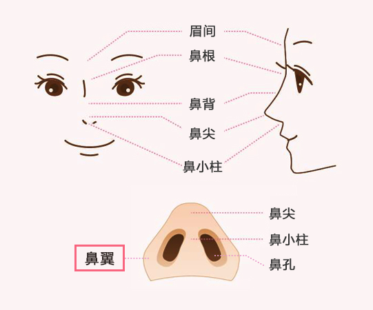 小鼻縮小術とは