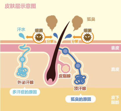 皮肤层示意图